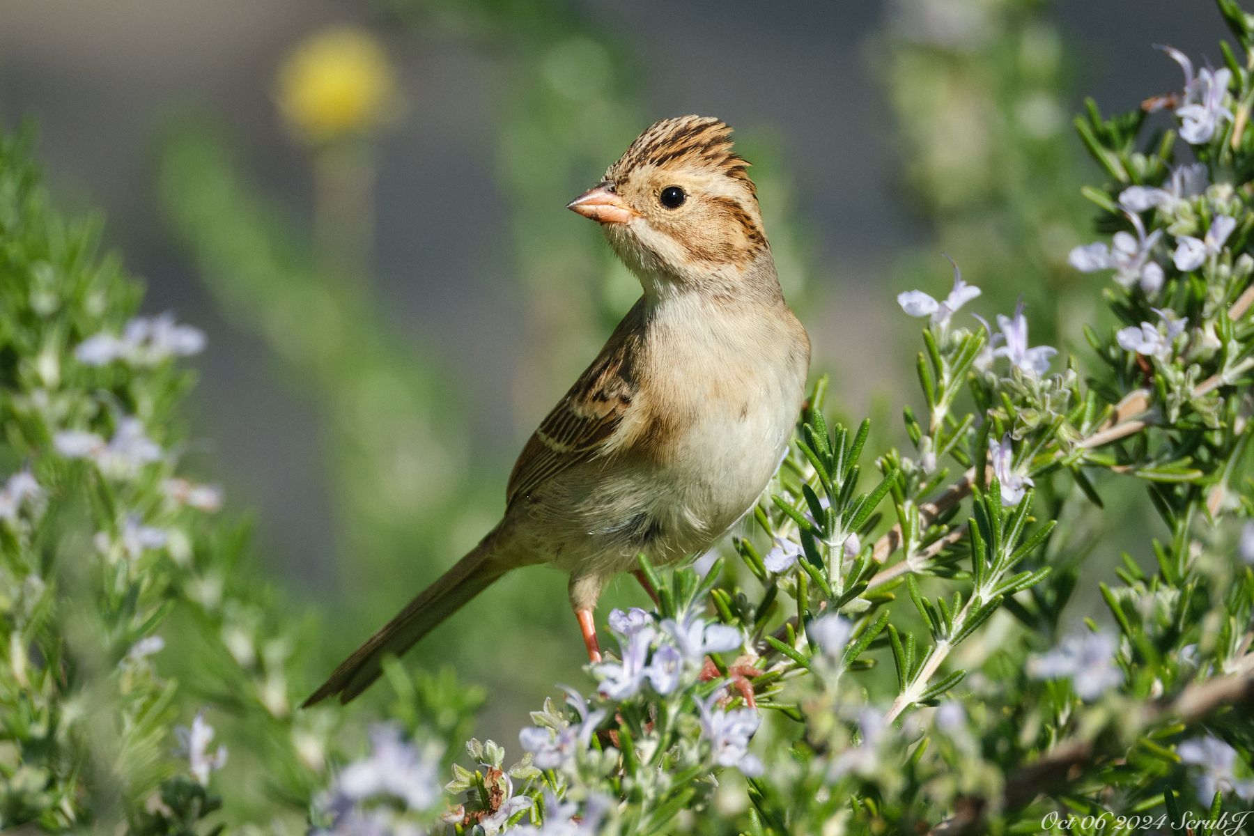 Caltech Wildlife: The Migrators