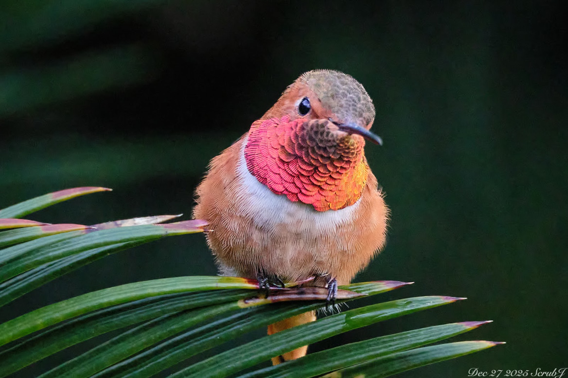 Caltech Wildlife: Hummingbirds
